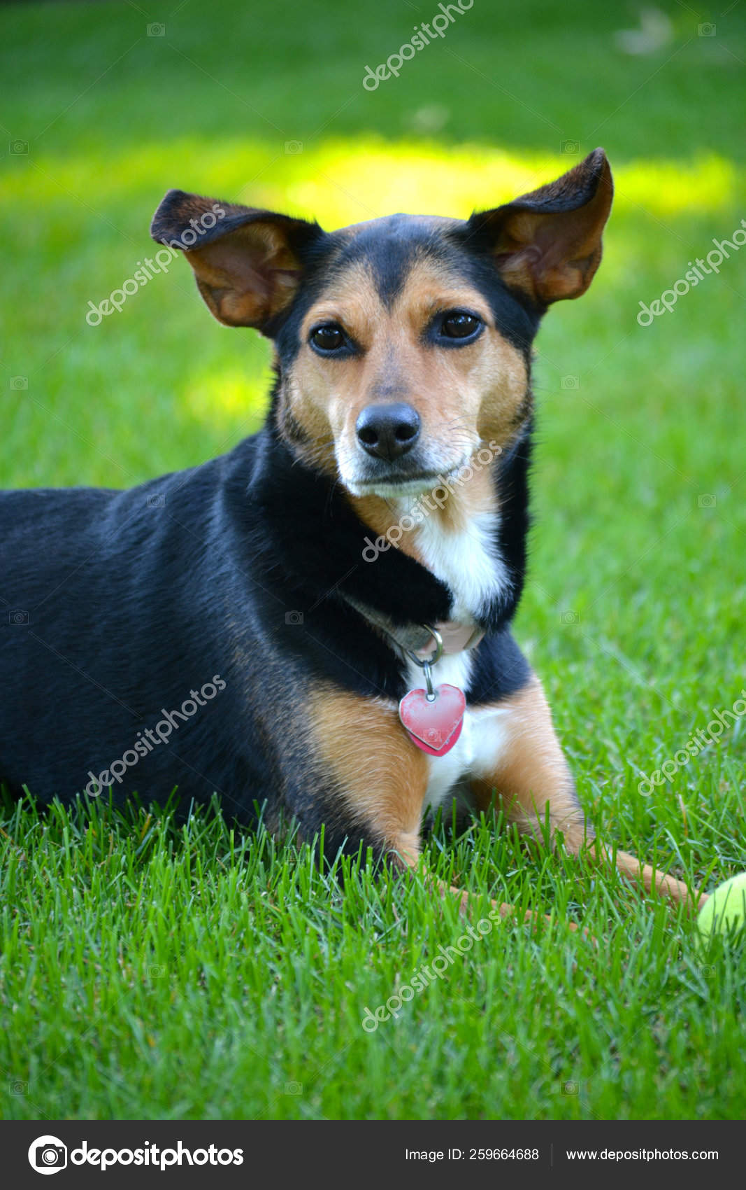 26 Meagle Stock Photos Free Royalty Free Meagle Images Depositphotos