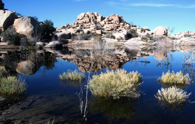 Mojave Desert rock formations are reflected in the water at Barker Dam, at Joshua Tree National Park in California, United States. Horizontal color shot on sunny day with clear blue sky. clipart