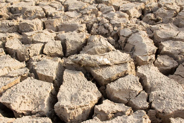 Gebarsten Land Dode Vis Hete Droge Grond — Stockfoto