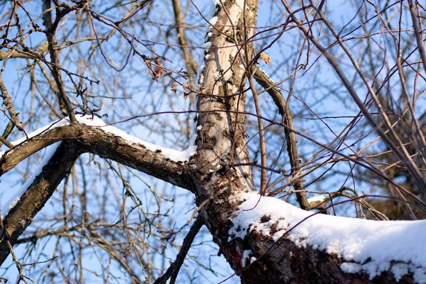 Snöbjörk Bole Vinter Dag — Stockfoto