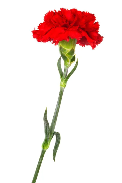 Red Carnation Close White Background — Stock Photo, Image