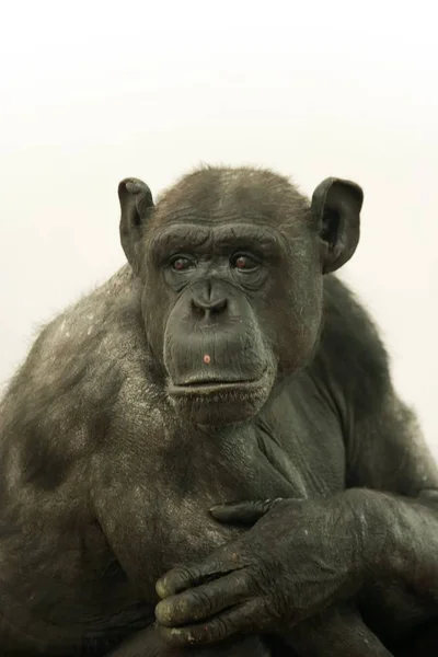 猿人坐在一起思考爱因斯坦的相对论 — 图库照片