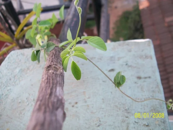 Verschillende Planten Selectieve Focus — Stockfoto