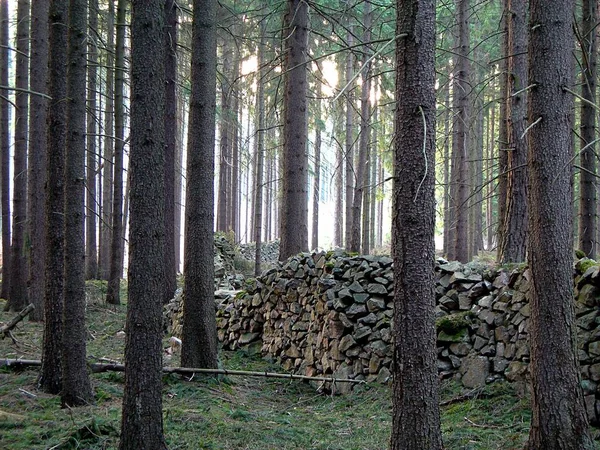 Kőfal Erdőben Naplemente Alatt — Stock Fotó