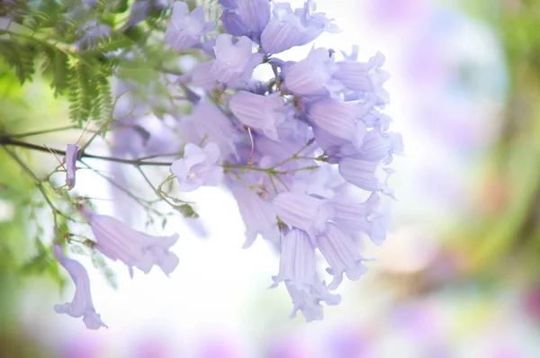 Jacaranda Mimosifolia Hromadou Květin — Stock fotografie