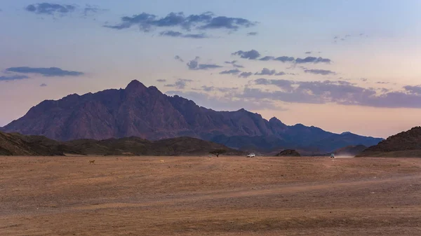 Meraviglioso Paesaggio Deserto Arabo Pietra Egitto Con Montagne Tramonto Destra — Foto Stock