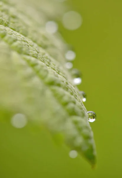 Folhas Com Gotas Água Chuva — Fotografia de Stock