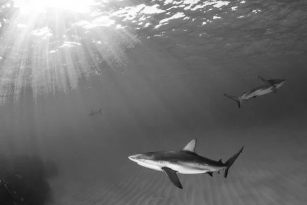 Imagen Muestra Tiburón Arrecife Caribeño Durante Una Inmersión —  Fotos de Stock