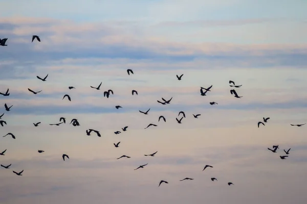 Nombreux Oiseaux Dans Leur Habitat Naturel Série Nature — Photo