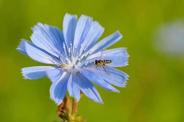 Hoverfly Karmienia Stamen Cykorii — Zdjęcie stockowe