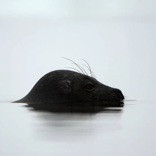 Profile Portrait Ladoga Seal Ladoga Seal Native Habitat Winter Ladoga — Stock Photo, Image