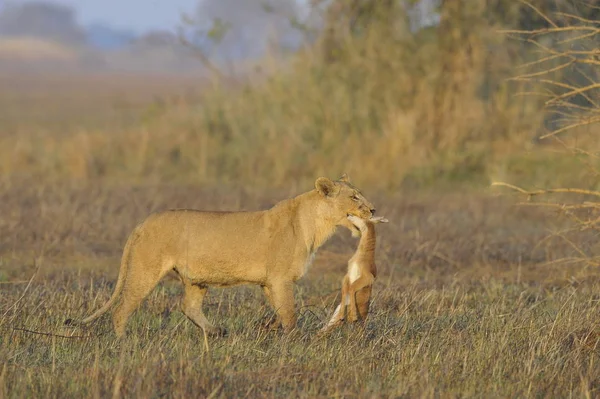 Lioness New Born Antelope Prey Lioness Goes Savanna Bears Killed — Stock Photo, Image