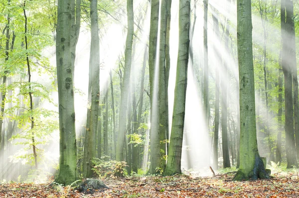Волшебный Осенний Рассвет Старом Буковом Лесу Польши — стоковое фото