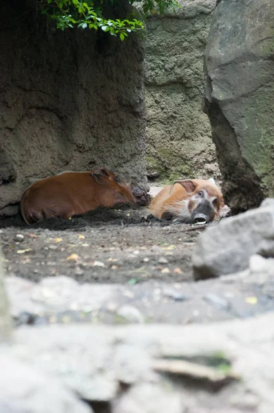 Cerdo Salvaje Zoológico — Foto de Stock