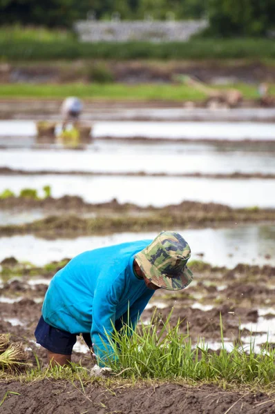 Agricultores Trabajando Plantando Arroz Arrozal — Foto de Stock