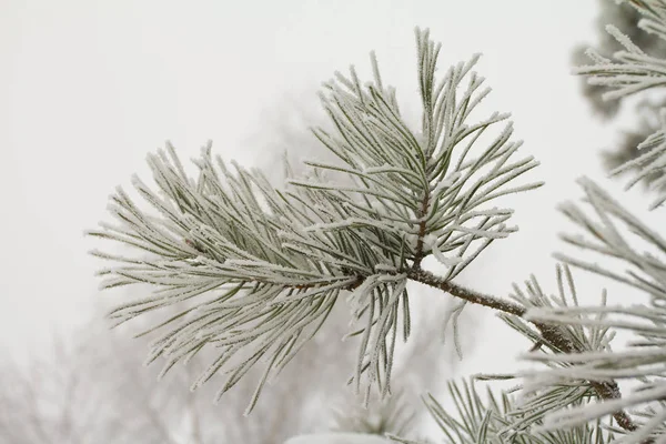 Szczegół Gałęzi Sosnowych Pokryta Szron — Zdjęcie stockowe