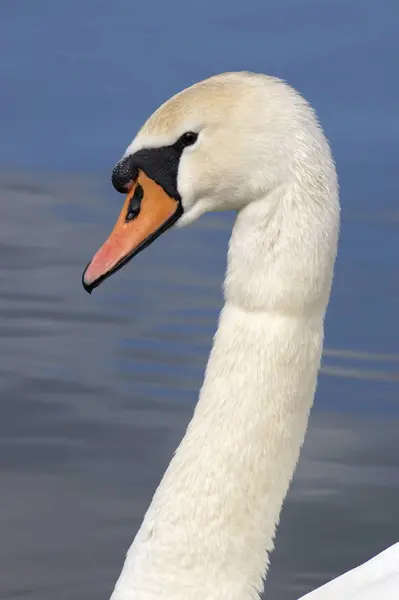 Portræt Mute Swan - Stock-foto