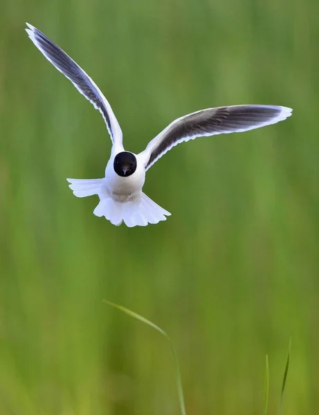 Black Headed Gull Flying Larus Ridibundus — Stock Photo, Image