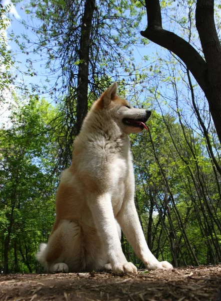 公共の公園でポーズ美しい秋田犬メス — ストック写真