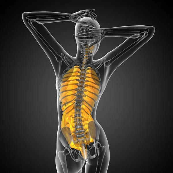 3d render medical illustration of the human digestive system and respiratory system - back view