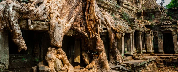 Träd Prohm Angkor Wat — Stockfoto