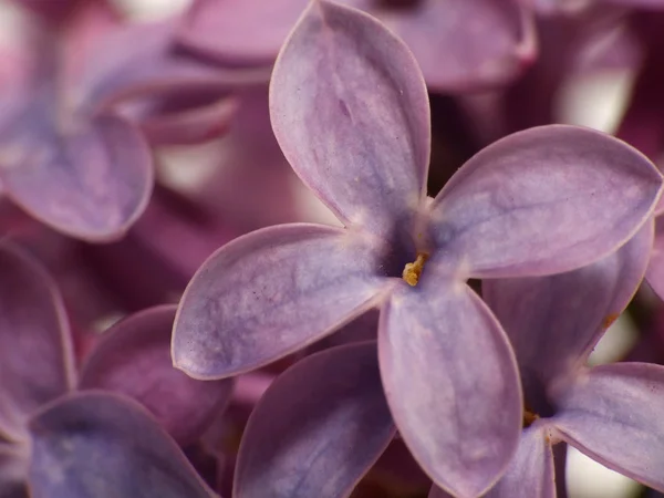 Lilac Flower Syringa Syringa Vulgaris — Stock Photo, Image
