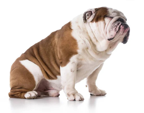 Englische Bulldogge Schielt Auf Weißem Hintergrund — Stockfoto
