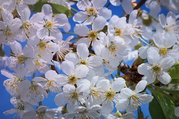 Вишневая Ветвь Большим Количеством Белых Цветов Фоне Голубого Неба — стоковое фото