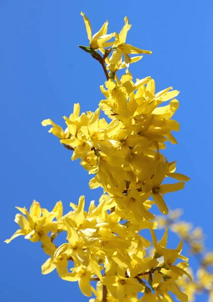 Желтая Метла Цветочная Ветвь Весной Голубым Небом — стоковое фото
