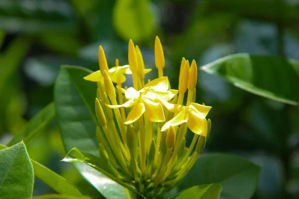 Цветок Спайка Желтый Цвет Желтый Цветок Шип Цветок Икора — стоковое фото