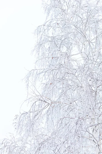 Branches Hiver Des Arbres Dans Givre Sur Fond Neige Ciel — Photo