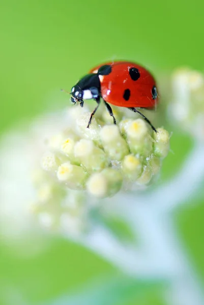 Red Ladybird White Flower — Stock Photo, Image