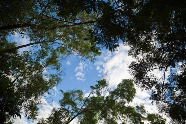 Vista Ángulo Bajo Bosque Árboles — Foto de Stock