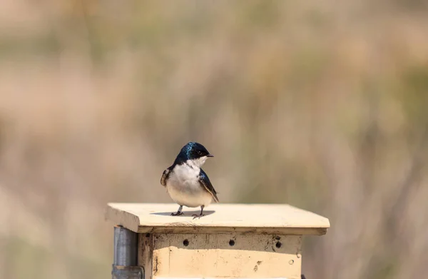 ブルーツリーは鳥を飲み込み タキシネータ色は 米国南カリフォルニア州サンワーキン野生動物保護区の入れ子ボックスに座っています — ストック写真