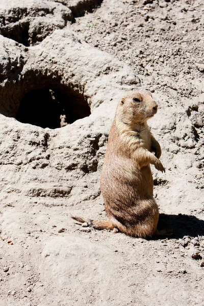 Parche Arena Con Perro Marmota Pradera Junto Madriguera Sentado Recto — Foto de Stock