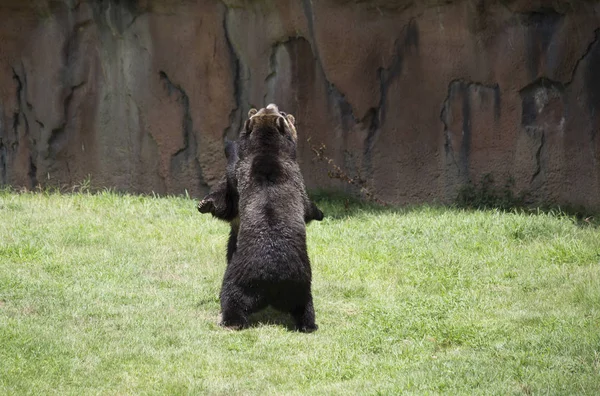 Brown Bears Ursus Arctos Mating — Stock Photo, Image