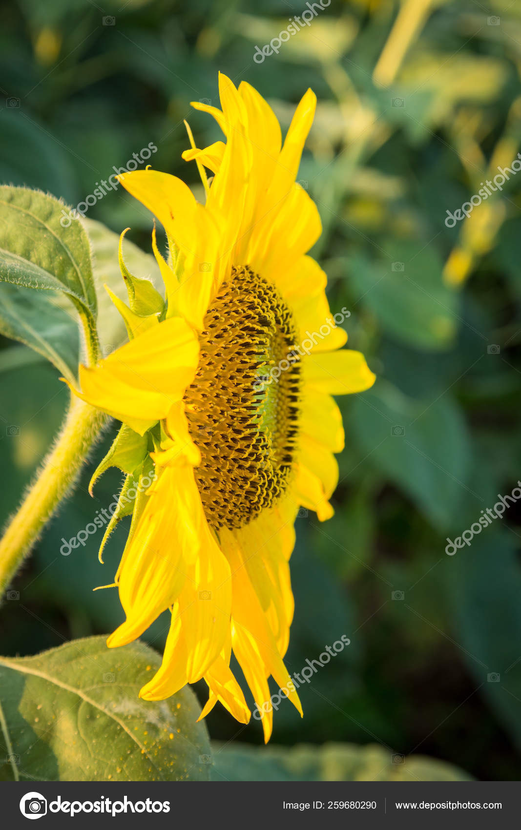 傍晚时分向日葵的侧视图或轮廓太阳在天空中低落照亮了灿烂的鲜花——图库图片© YAYImages #259680290, image size:1067x1700