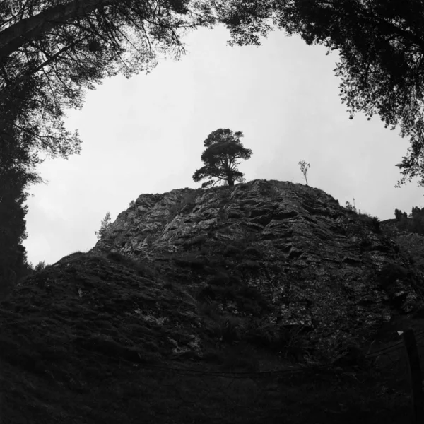 크레이그 킹구시의 언덕에 외로운 나무의 이미지 — 스톡 사진