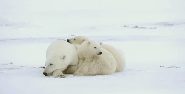Polar She Bear Cubs Polar She Bear Two Kids Snow — Stock Photo, Image