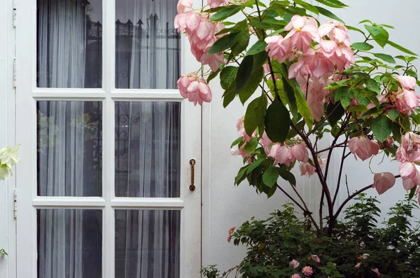 Вид Спереди Деревянную Белую Дверь Розовым Цветком — стоковое фото