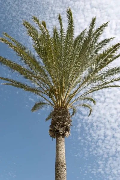 Palmera Sobre Cielo Azul Fondo Nubes Blancas —  Fotos de Stock