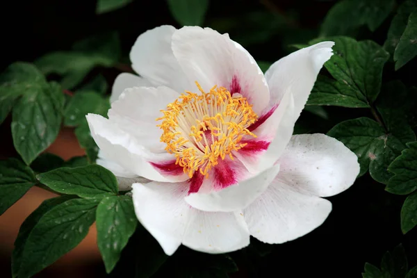 Peonía Flor Nacional China Que Simboliza Estatus Riquezas Honor Noble —  Fotos de Stock