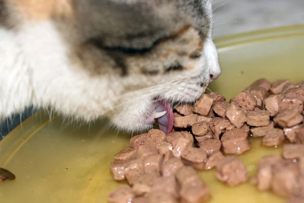 Primer Plano Gato Cenando —  Fotos de Stock