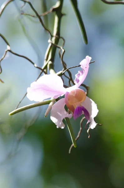Orchidaceae Разнообразное Широко Распространенное Семейство Цветковых Растений Цветами Которые Часто — стоковое фото