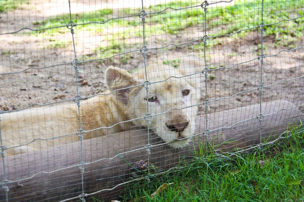 Solitario León Blanco Somnoliento — Foto de Stock