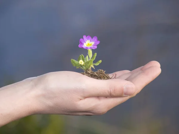 Blomma Hand Utomhus Närbild — Stockfoto