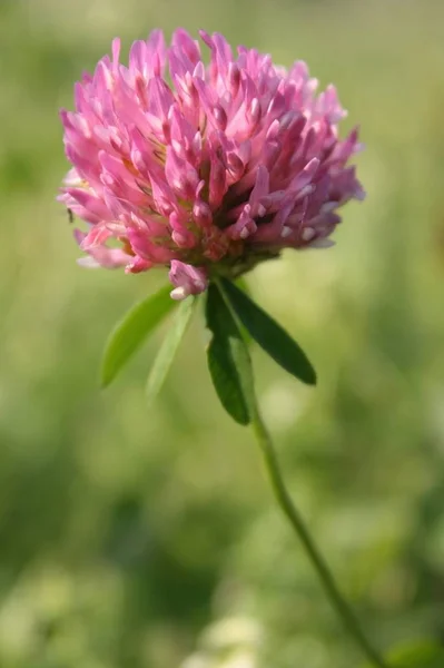 Koniczyna Czerwona Trifolium Pratense Detal Kwiatów — Zdjęcie stockowe