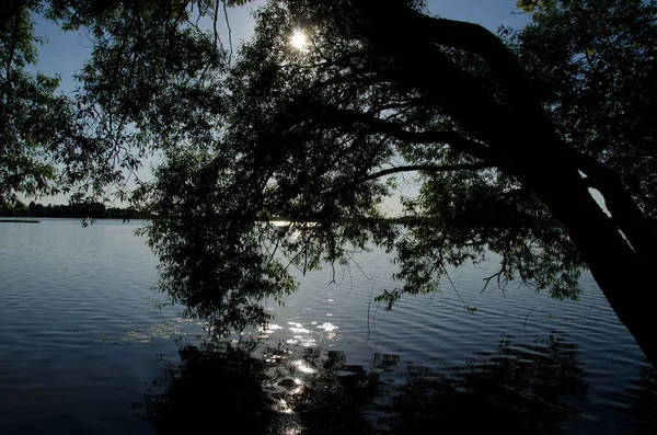 Ветви Ивы Растут Водой Озера Красивые Отражения Солнечного Луча — стоковое фото