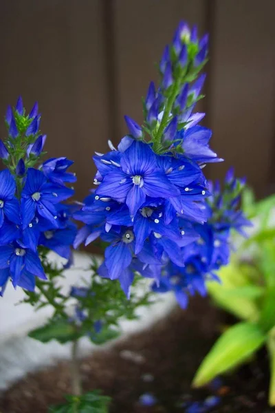 Uma Flor Azul Com Parede Marrom Parte Trás — Fotografia de Stock