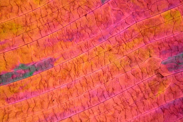 Sulfur crystals under the microscope with a magnification of 100 times and in polarized light.